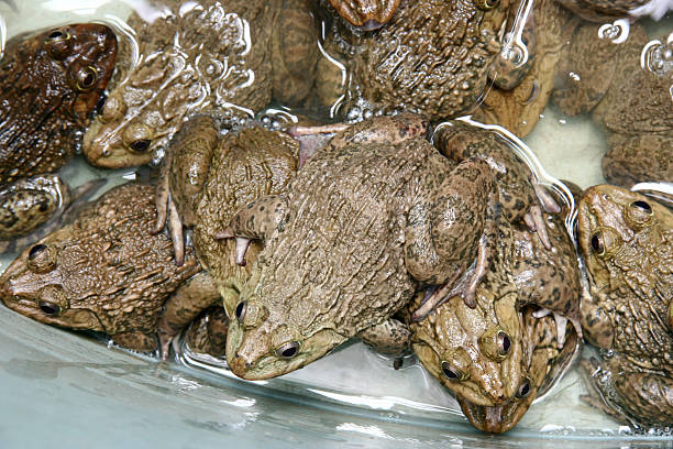 istock Frogs in a Bucket 508936127