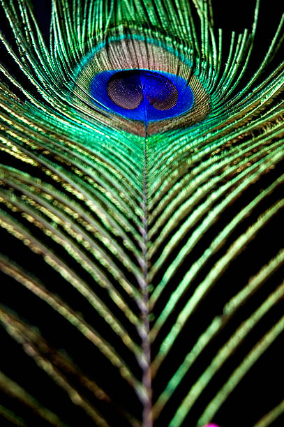 istock close up colorful feather 508936361