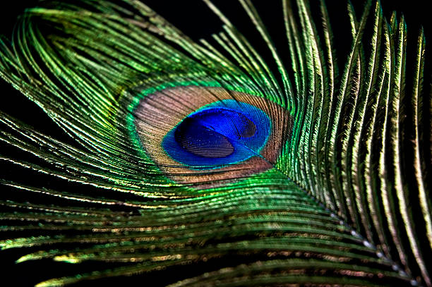 istock close up detail of feather 508936369