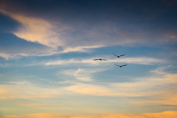 istock Birds Flying in Sanibel Island 508937111
