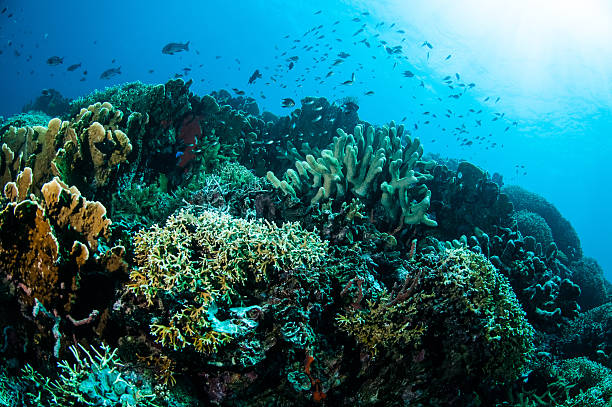 istock Various hard coral reefs in Gorontalo, Indonesia. 508937199