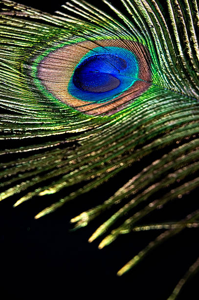 istock detail of peacock feather 508937239