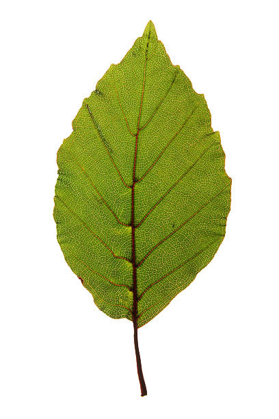 istock Green leaf of Purple beech isolated on white 508937849