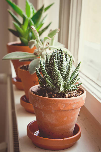istock Green succulents on window sill 508938052
