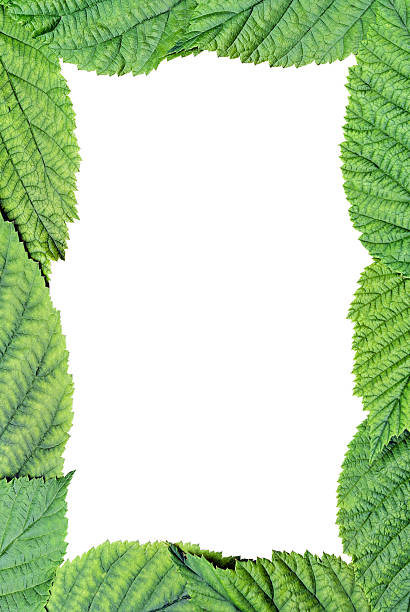 istock Frame of young leaves on a white background . 508938129
