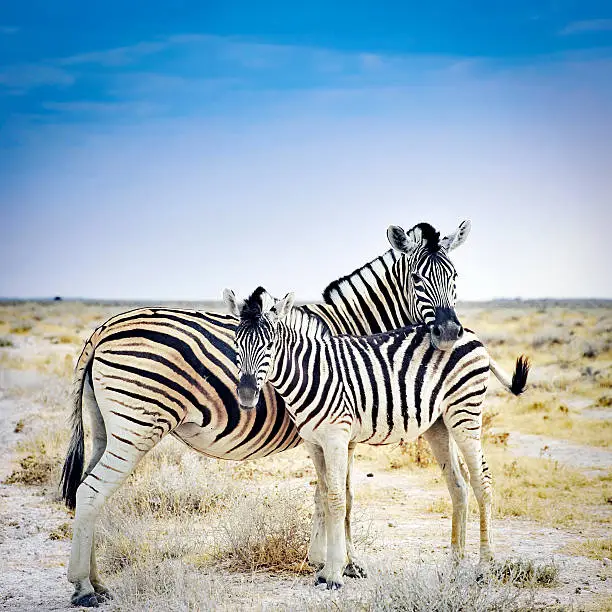 Zebra mother and her foal in Etosha National Park,Namibia