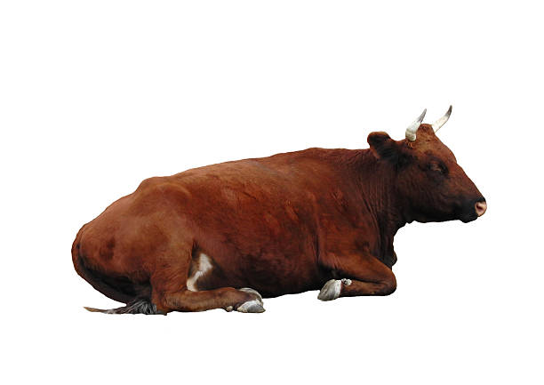 istock Brown cow isolated on a white background. 508938410