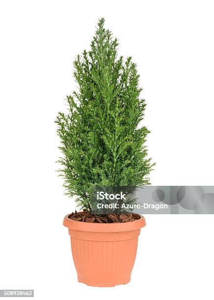 Cypress Tree Isolated On White Whithout Shadow Stock Photo - Download Image Now - Cut Out, Tree, American Arborvitae