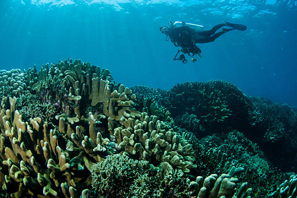 istock Various hard coral reefs in Gorontalo, Indonesia. 508938639