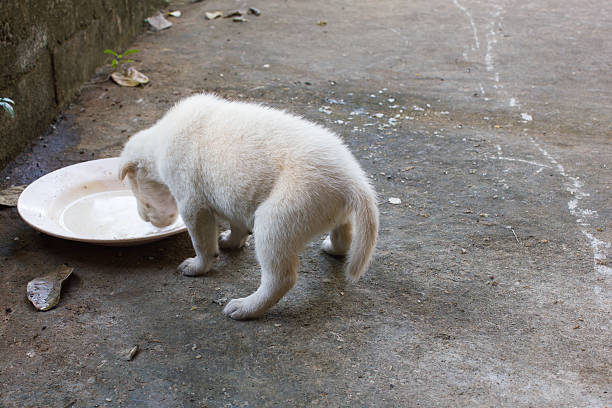 cachorro comiendo. - male dog fotografías e imágenes de stock