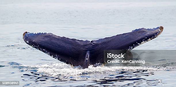 Humpback Whale Stock Photo - Download Image Now - Animal, Animal Behavior, Animal Fin