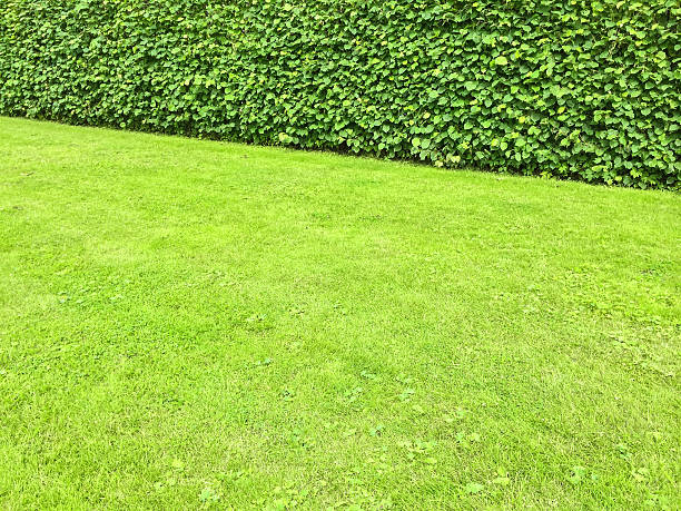 istock Green lawn and hedge 508939004