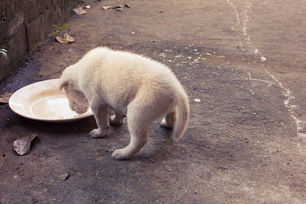 cachorrinho comer. - male dog imagens e fotografias de stock