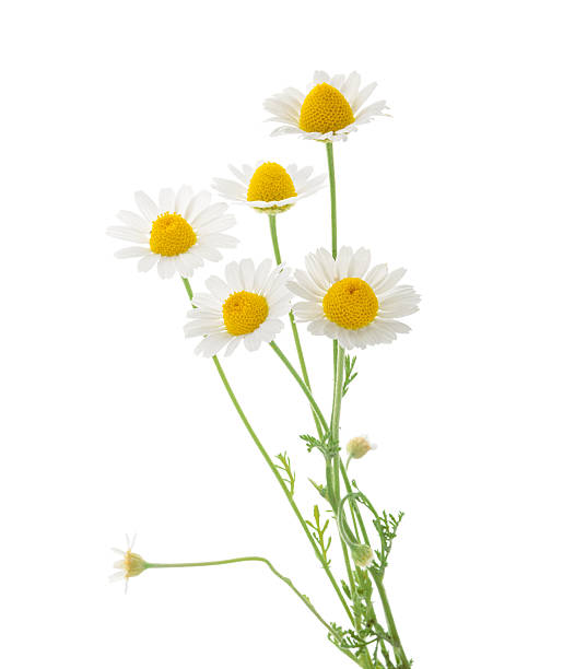 chamomiles 白背景のカットアウト - flower head bouquet daisy petal ストックフォトと画像