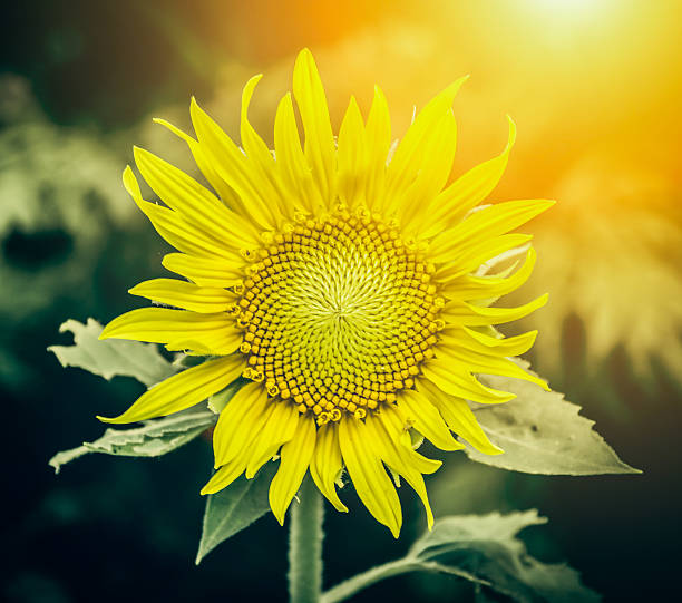 istock sunflower in the field at sunset. 508939597