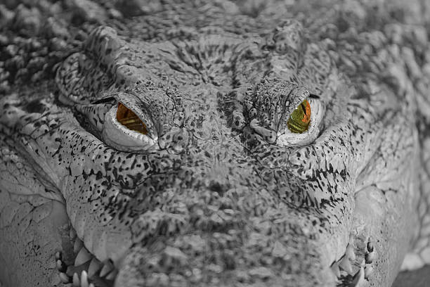 istock Crocodile in the wild 508939866