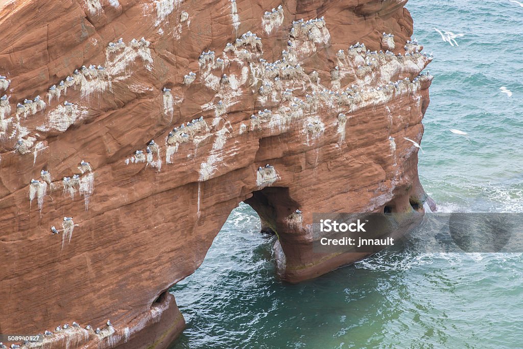 Möwen im nest auf dem red cliff. - Lizenzfrei Îles de la Madeleine Stock-Foto