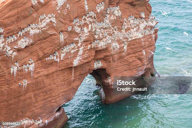 Gaivotas Em Um Ninho Em Vermelho Cliff - Fotografias de stock e mais imagens de Ilhas Madalena - Ilhas Madalena, Acenar, Airo