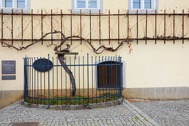 vieux vin dans le monde entier à maribor, la slovénie - rail fence photos et images de collection