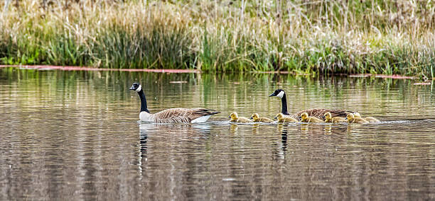 istock Family Swim 508940912