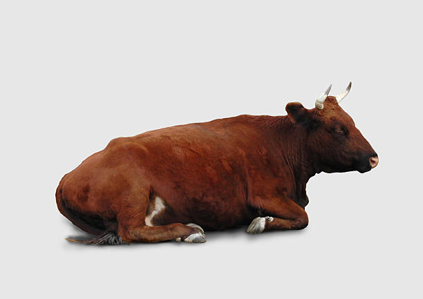 Isolated bovine object as an element for drawing.