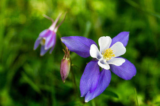 istock Blooming Blue Columbine Flowers 508941253