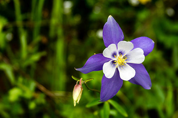 istock Blooming Blue Columbine Flowers 508941255