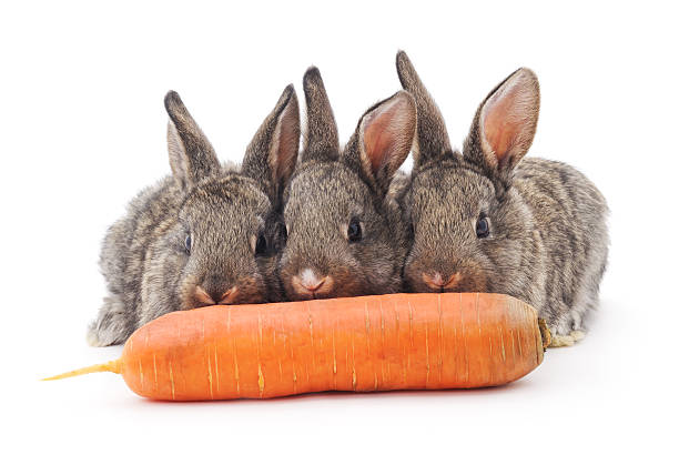 istock Young rabbits that eat carrots. 508941452