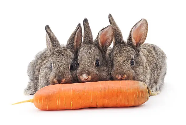 Photo of Young rabbits that eat carrots.