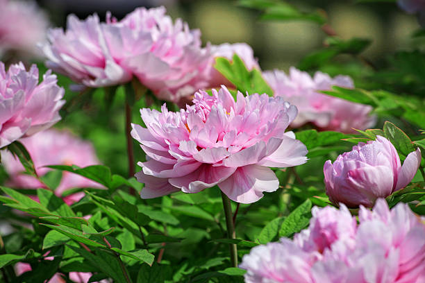 Pink peony flower bloom (Paeonia suffruticosa) stock photo