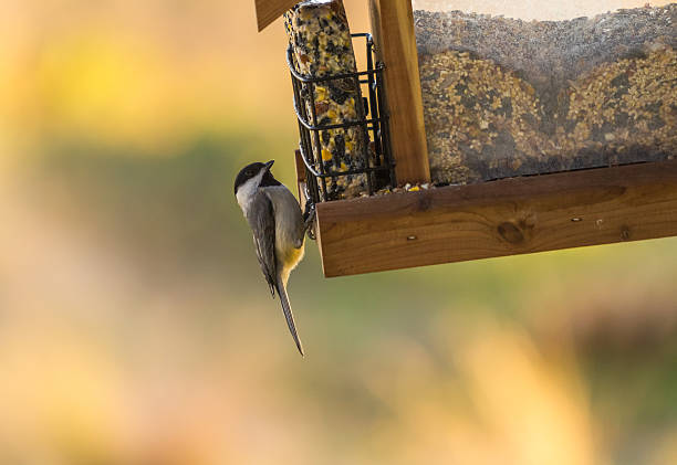 istock Carolina Chickadee (Poecile carolinensis) on Suet Feeder 508943770