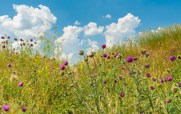istock Wild thistles on a hill at summer time 508944520