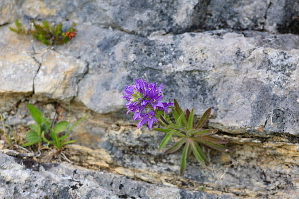 istock Purple flower 508945316