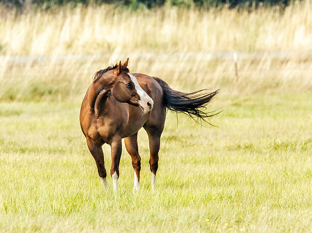 Quater Horse stock photo