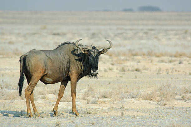 gnu 있는 사반나발 - wildebeest 뉴스 사진 이미지