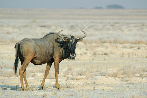 Blue wildebeest starring at the camera in the Kgalagadi Transfrontier Park, South Africa.