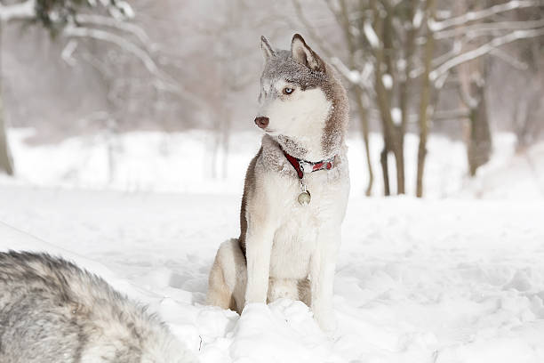 istock Laika in the snow. Winter 508948046