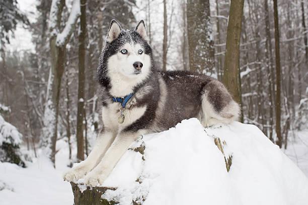 istock Important dog in the winter forest. husky 508948428