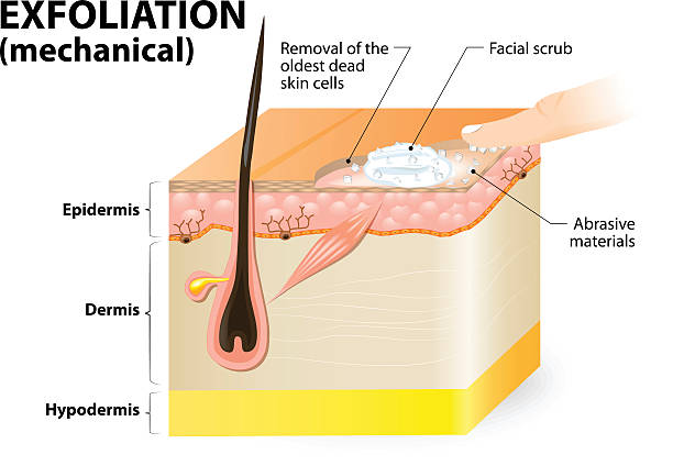 illustrations, cliparts, dessins animés et icônes de exfoliation. cosmétologie - exfoliation