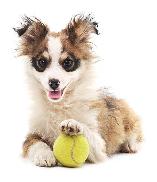istock Shaggy dog with ball. 508949098