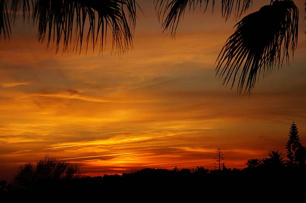 istock Reddish sunset sky with black silhouettes of tropical plants. 508949938