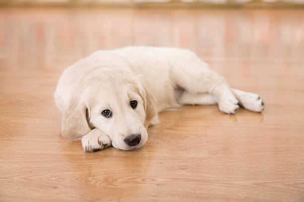 istock Golden retriever puppy 508950502