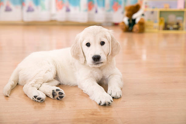 istock Golden retriever puppy 508950530