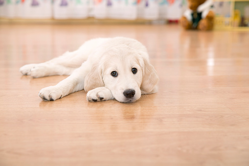 Sad golden retriever puppy lying on the floor