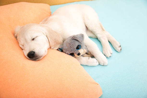 golden retriever puppy
