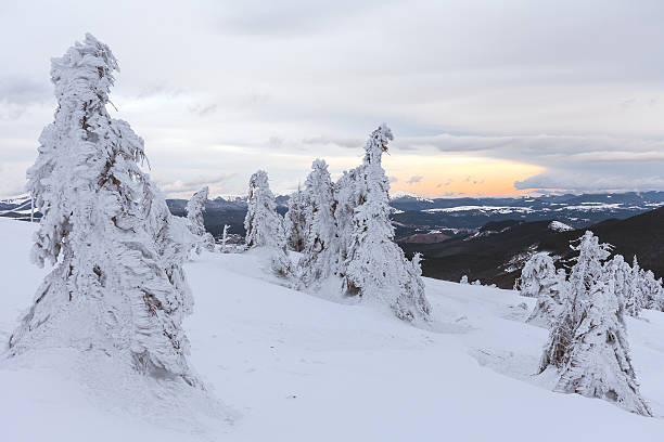 istock Freshly fallen snow covers the branches of trees. 508951136