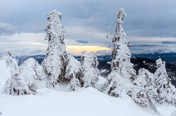 istock Freshly fallen snow covers the branches of trees. 508951230