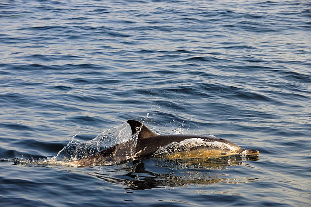 istock The dolphin swimming in the ocean 508951306