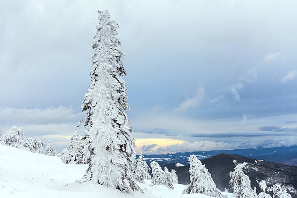 istock Freshly fallen snow covers the branches of trees. 508951378