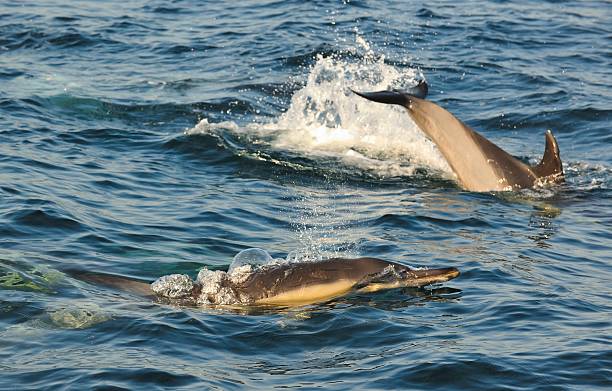 istock Group of dolphins, swimming in the ocean 508951808